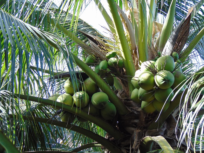 Ảnh đẹp Cây Dừa trái sum suê (Trĩu quả) P1- Ảnh Dừa đẹp Yescoco không thể bỏ lỡ