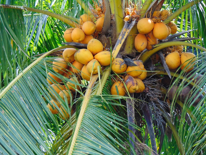 Ảnh đẹp Cây Dừa trái sum suê (Trĩu quả) P1- Ảnh Dừa đẹp Yescoco không thể bỏ lỡ