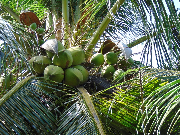 Ảnh Đẹp Cây Dừa Trái Sum Suê (Trĩu Quả) P1- Ảnh Dừa Đẹp Yescoco Không Thể