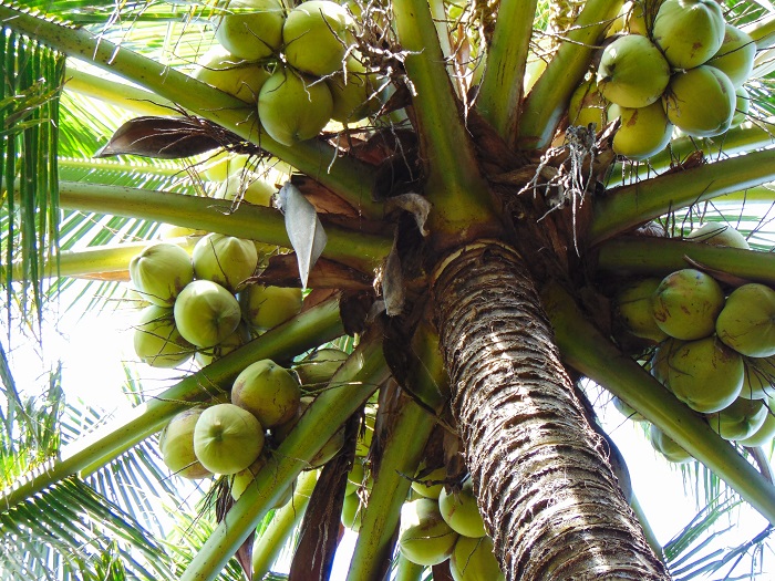 Ảnh Đẹp Cây Dừa Trái Sum Suê (Trĩu Quả) P1- Ảnh Dừa Đẹp Yescoco Không Thể  Bỏ Lỡ