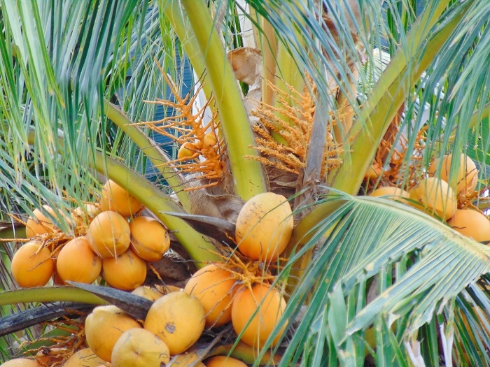 Ảnh đẹp Cây Dừa trái sum suê (Trĩu quả) P2- Ảnh Dừa đẹp Yescoco không thể bỏ lỡ